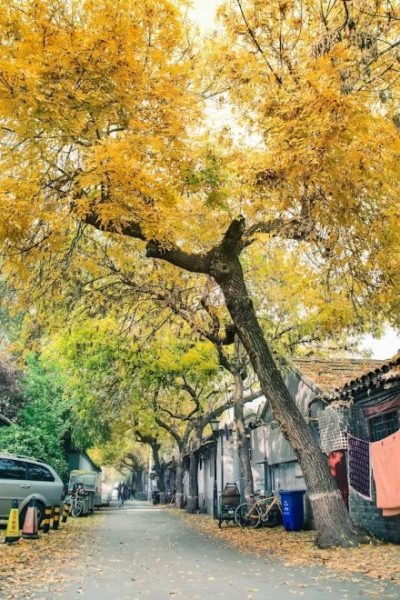 Autumn (September to November)-Weather Guide-Beijing The streets of Beijing in autumn are covered with yellow fallen leaves.
