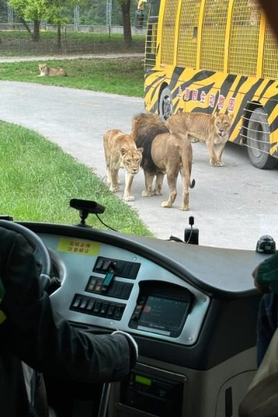 Big Cats Section-Shanghai Wild Animal Park-Shanghai Big Cats Section at Shanghai Wild Animal Park