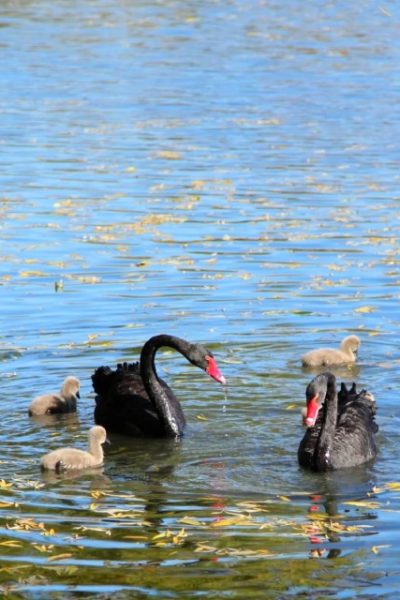 Black swan-Old Summer Palace-Beijing The black swans are frolicking in the lake at the Old Summer Palace.