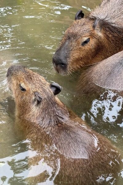 Capybara Par-Shanghai Wild Animal Park-Shanghai Capybara Paradise at Shanghai Wild Animal Park