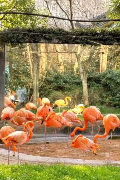 Flamingo Section-Shanghai Wild Animal Park-Shanghai Flamingo Section at Shanghai Wild Animal Park