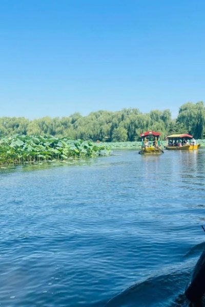 Fuhai Lake-Old Summer Palace-Beijing There are many yellow boats on Fuhai Lake.