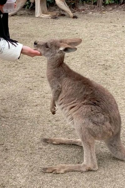 Kangaroo Section-Shanghai Wild Animal Park-Shanghai Kangaroo Section at Shanghai Wild Animal Park