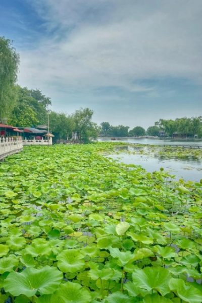 Lotus Market-Shichahai-Beijing The surface of the lake at Shichahai Lotus Market is covered with lotus leaves and blooming lotus flowers.