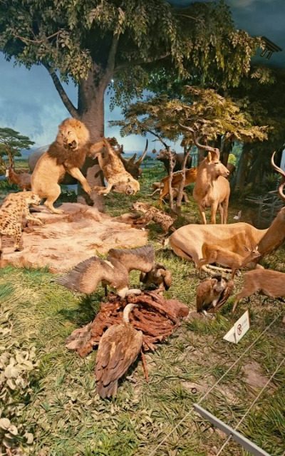 National Natural History Museum of China-Museum Guide-Beijing National Natural History Museum of China