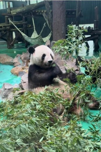 Panda Section-Shanghai Wild Animal Park-Shanghai Panda House at Shanghai Wild Animal Park