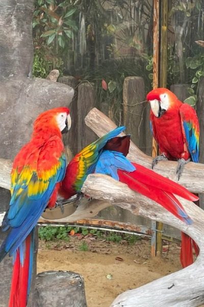 Parrot Section 3-Shanghai Wild Animal Park-Shanghai Parrot Section at Shanghai Wild Animal Park