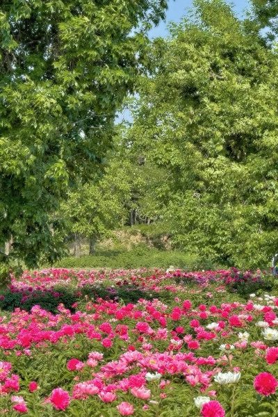 Peony Sea-Old Summer Palace-Beijing Peony Sea of the Old Summer Palace