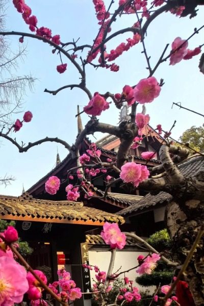 Plum Garden 1-dufu thatched house museum-Chengdu Tours Plum Garden of the Dufu Thatched House Museum.