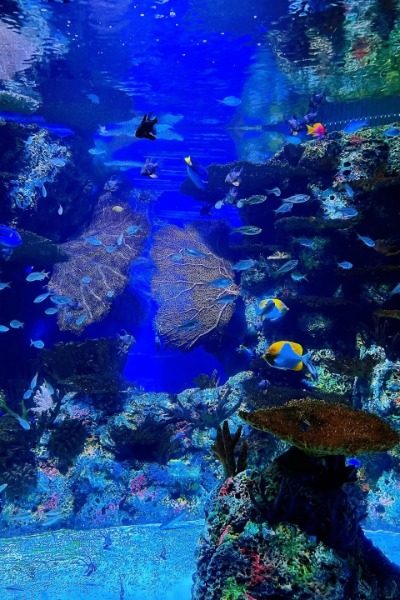 Shanghai Ocean Aquarium 2-Museum Guide-Shanghai Marine Fish and Coral at Shanghai Ocean Aquarium