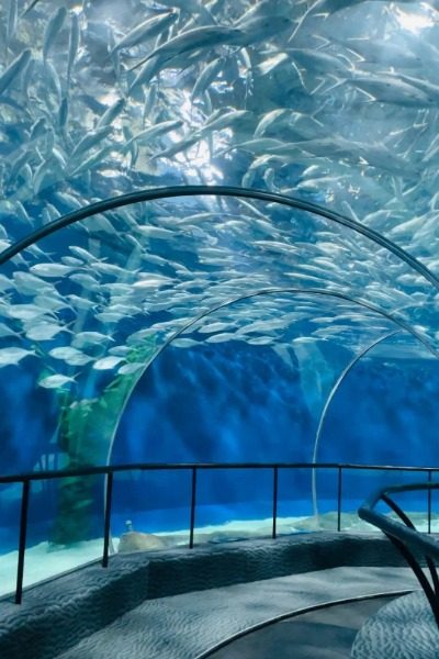 Shanghai Ocean Aquarium-Museum Guide-Shanghai Popular Museums in Shanghai: Shanghai Ocean Aquarium