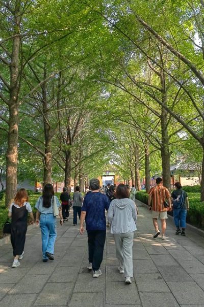 Trees-Lama Temple-Beijing Many visitors stroll along the shaded pathways of Yonghe Temple.