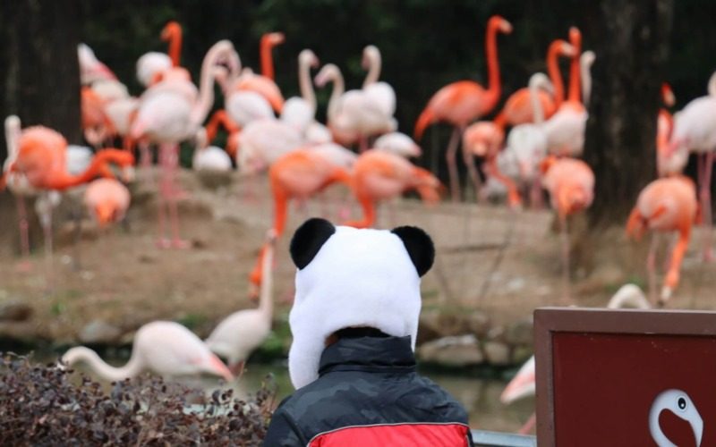View-Shanghai Wild Animal Park-Shanghai A visitor is wearing a panda-shaped hat while watching the flamingos at Shanghai Wild Animal Park.