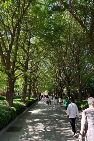 Walkway-Lama Temple-Beijing The entrance to Lama Temple is flanked by rows of trees.