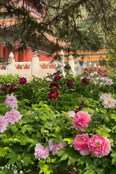 land-cultivated peonies-JIngshan Park-Beijing land-cultivated peonies-JIngshan Park-Beijing